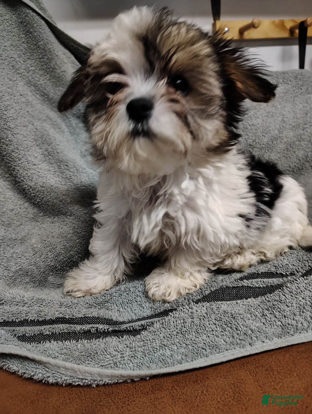 Morkie dogs for sale: Pokey - Image 9