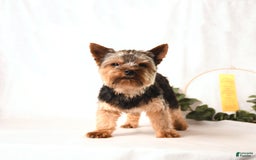 Yorkshire Terrier dogs for sale: D Awesome Blue Amulet - Image 5