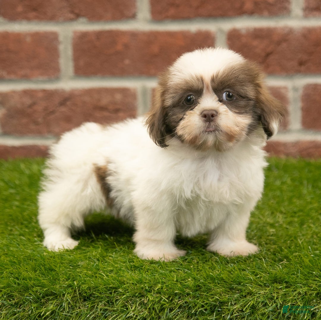 Shih Tzu dogs for sale: Goldie - Image 1