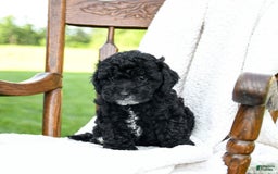 Havapoo dogs for sale: Parks - Image 3