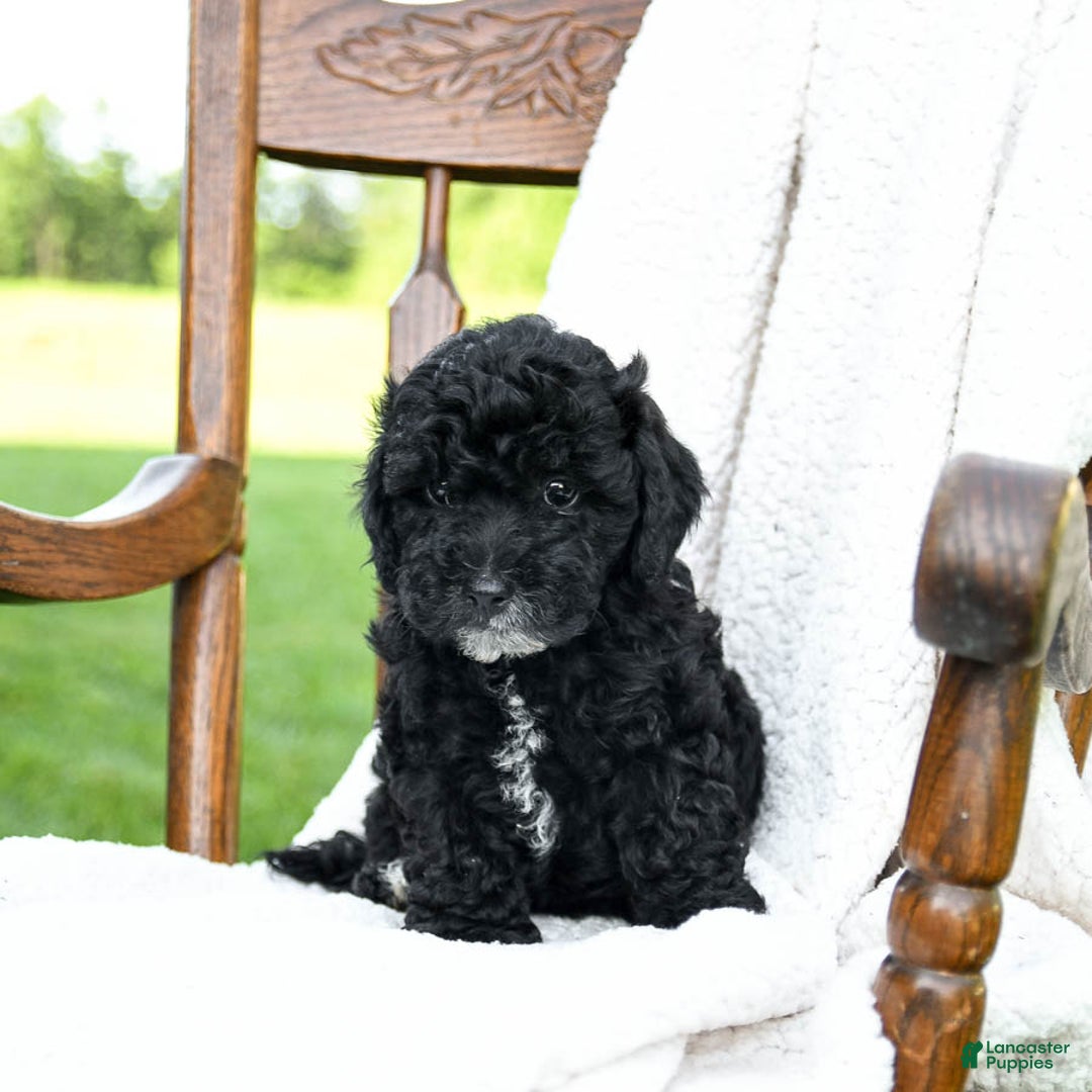 Havapoo dogs for sale: Parks - Image 3