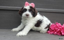 Cockapoo dogs for sale: Bella - Image 8