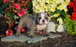 English Bulldog dogs for sale: Avery - Image 4