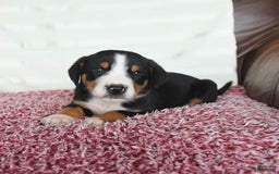 Greater Swiss Mountain Dog dogs for sale: Forest - Image 9