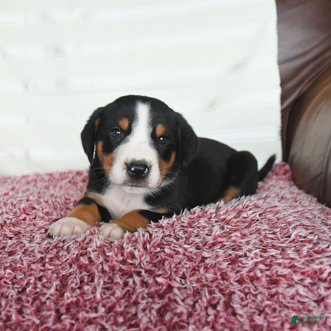 Greater Swiss Mountain Dog dogs for sale: Forest - Image 9