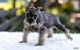 Miniature Schnauzer dogs for sale: Amber - Image 7