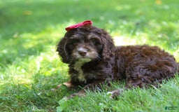 Cockapoo dogs for sale: Precious - Image 26