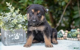 German Shepherd dogs for sale: M agnus - Image 3