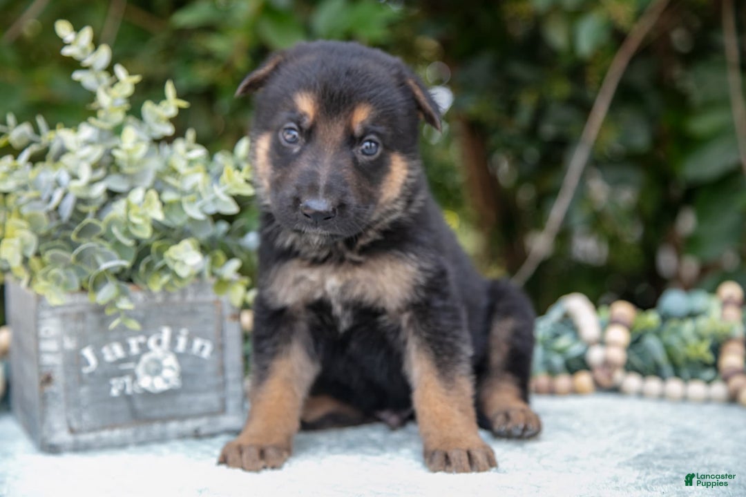 German Shepherd dogs for sale: M agnus - Image 3