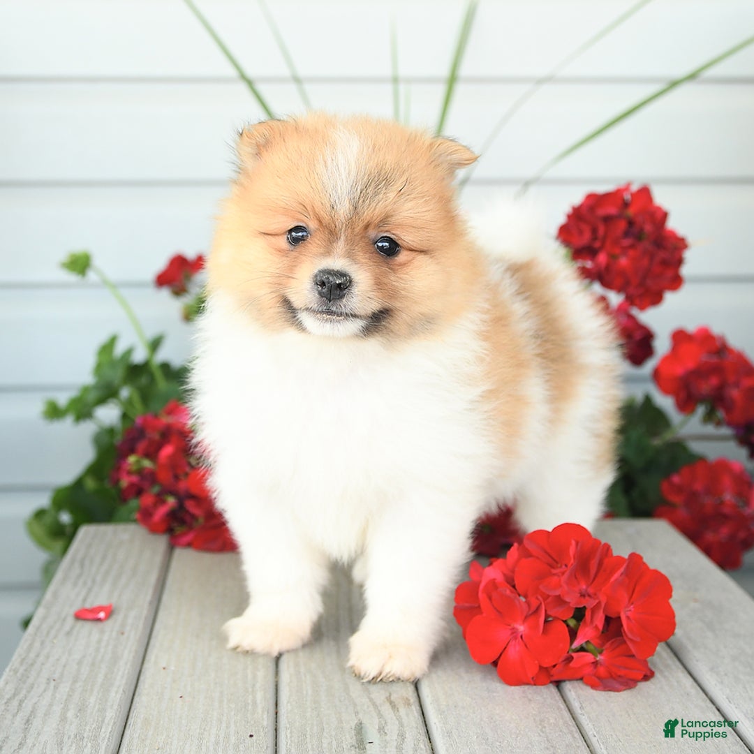 Pomeranian dogs for sale: Healthy - Image 1