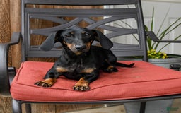 Miniature Dachshund dogs for sale: Bucky - Image 6