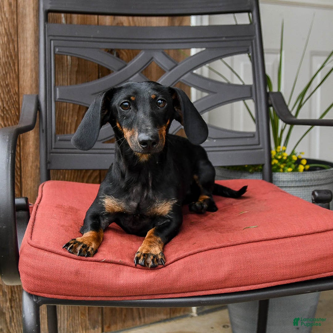 Miniature Dachshund dogs for sale: Bucky - Image 6