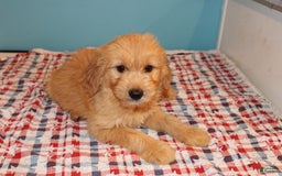  dogs for sale: Mini Goldendoodle 5 puppies - Image 38