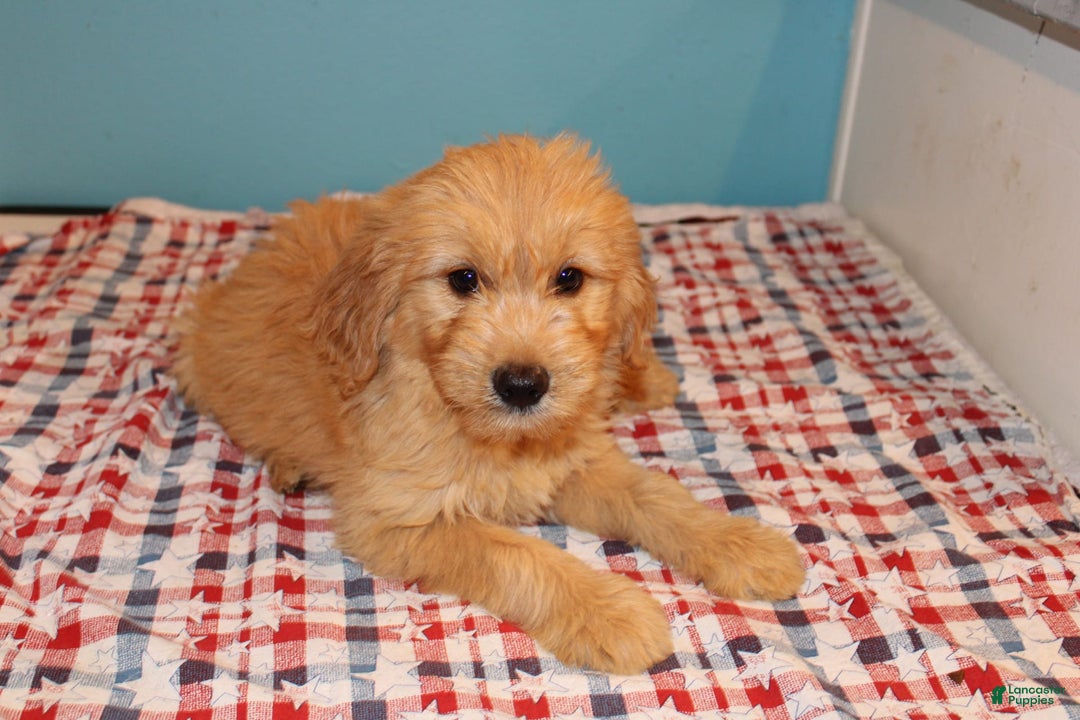  dogs for sale: Mini Goldendoodle 5 puppies - Image 38