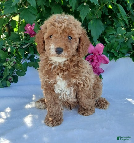 Toy Poodle dogs for sale - Ad 5