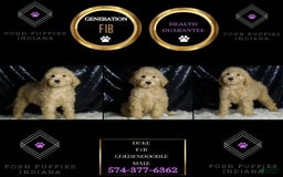 Mini Goldendoodle dogs for sale: Duke - Image 2
