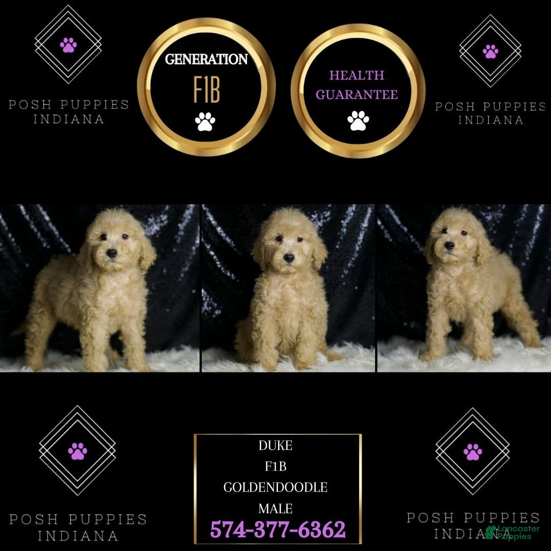 Mini Goldendoodle dogs for sale: Duke - Image 2