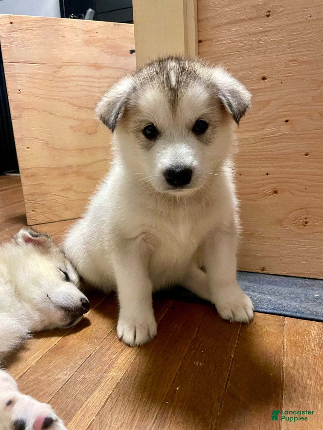 Alaskan Malamute dogs for sale: Denali - Image 4