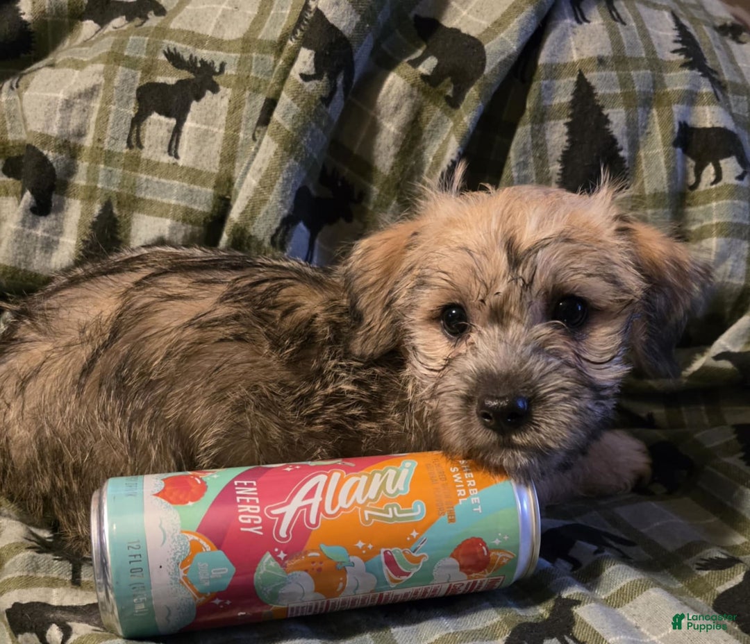 Morkie dogs for sale: Liam - Image 6