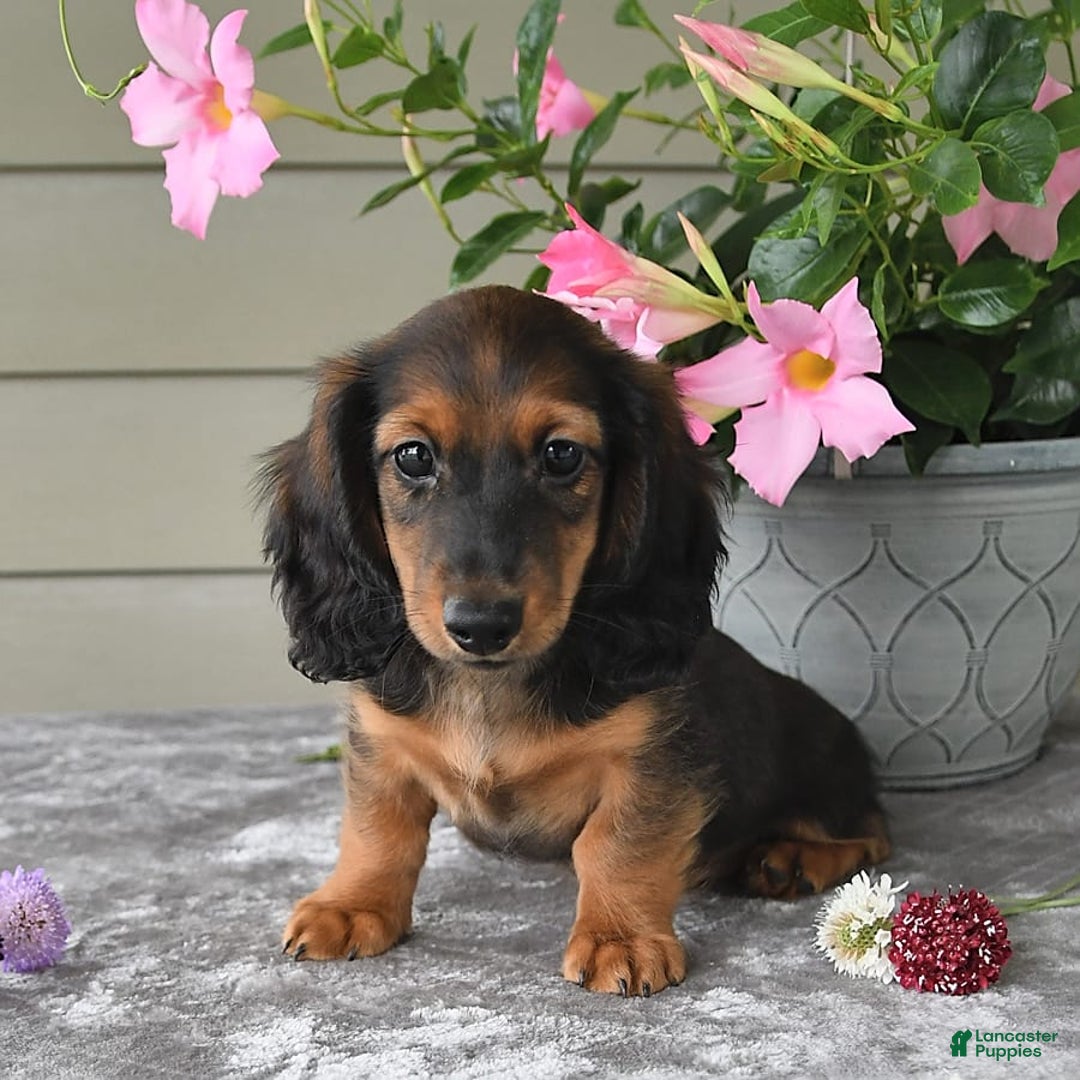 Miniature Dachshund dogs for sale: Laudon - Image 11