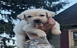 Labrador Retriever dogs for sale: Frost - Image 6