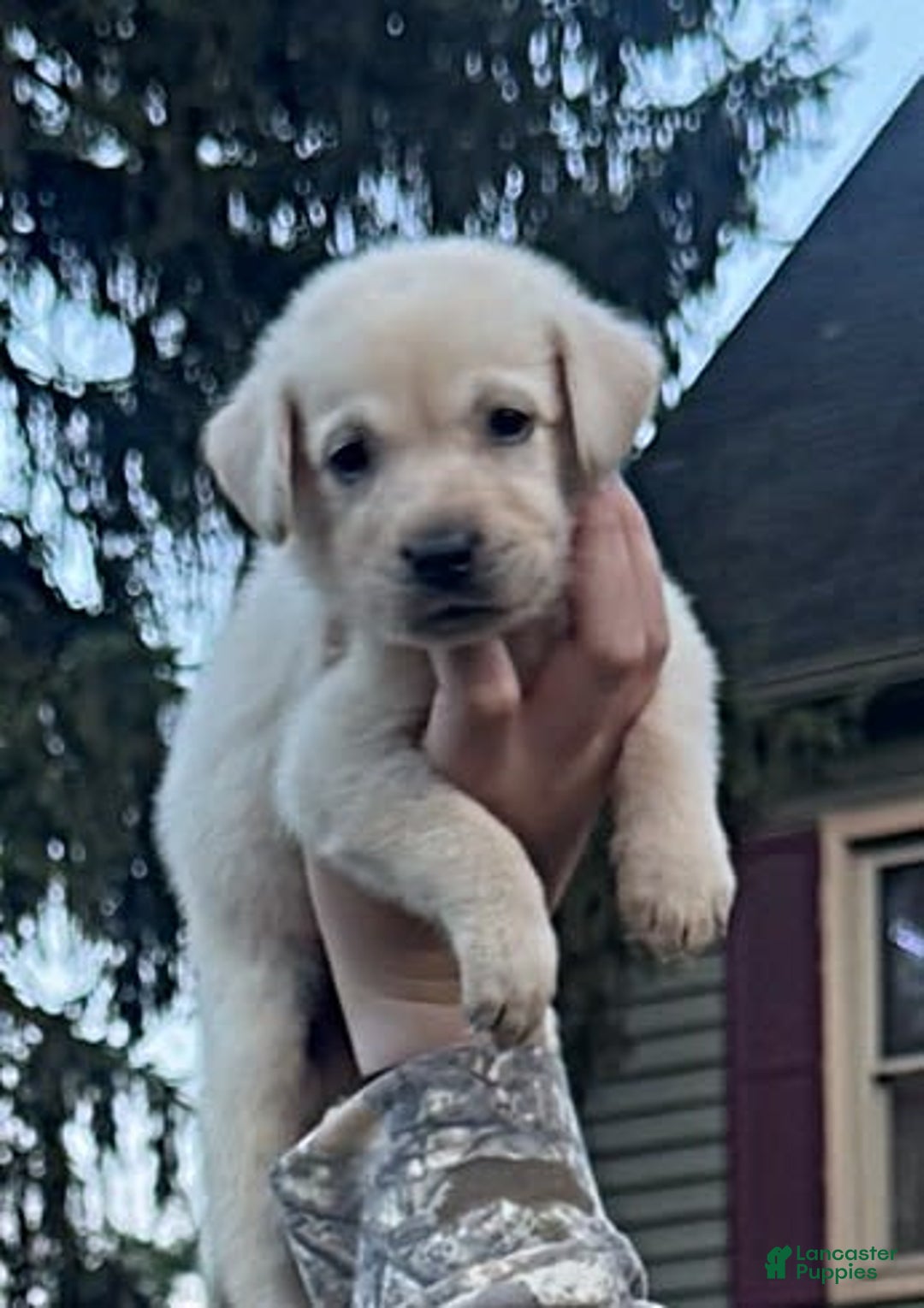Labrador Retriever dogs for sale: Frost - Image 6