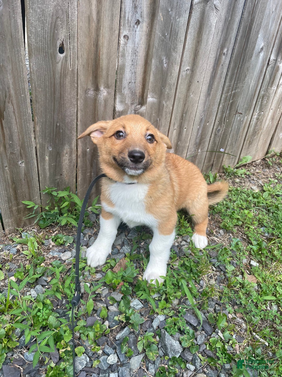 American Corgi dogs for sale: Star - Image 2