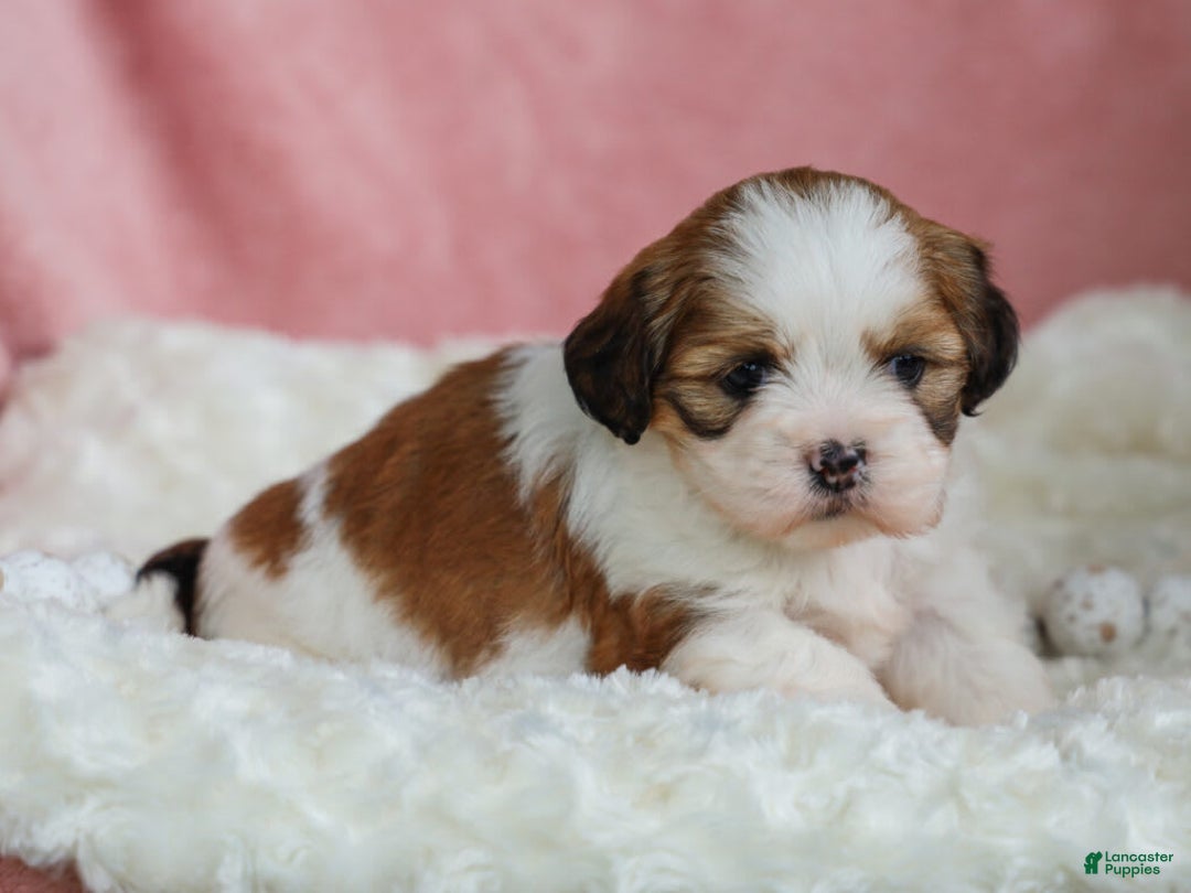 Lhasa Apso dogs for sale: Trixie - Image 1