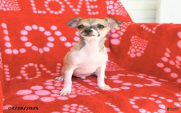 Chihuahua dogs for sale: Pete - Image 9