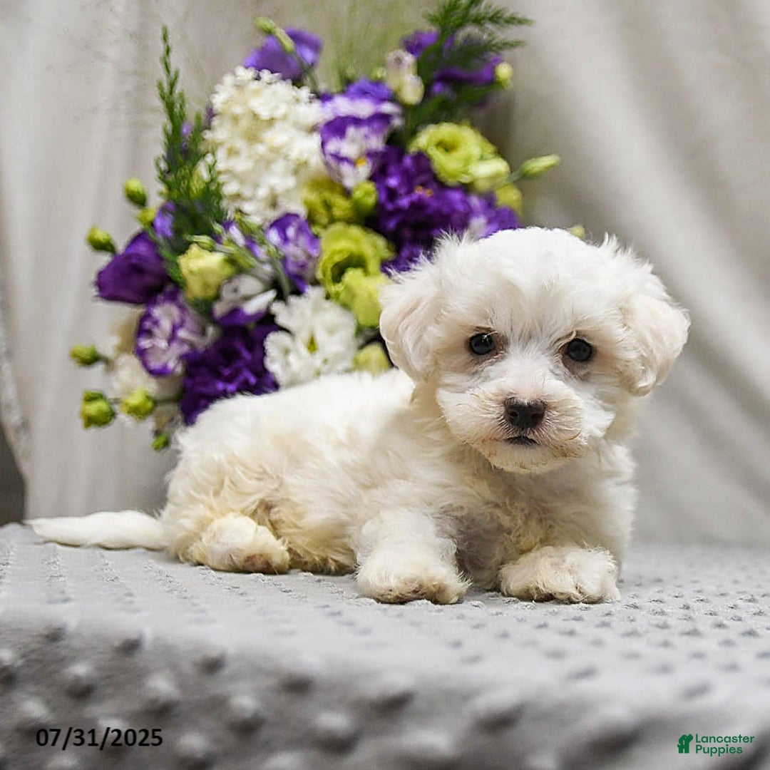 Teddy Bear dogs for sale: Twix - Image 5