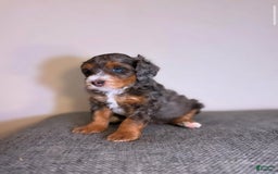 Mini Aussiedoodle dogs for sale: Breeze - Image 2