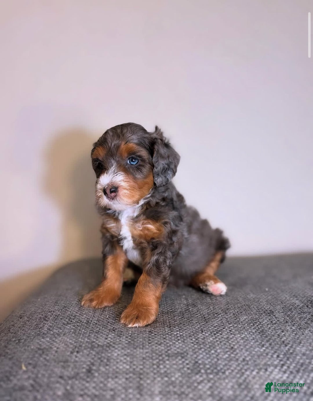 Mini Aussiedoodle dogs for sale: Breeze - Image 2