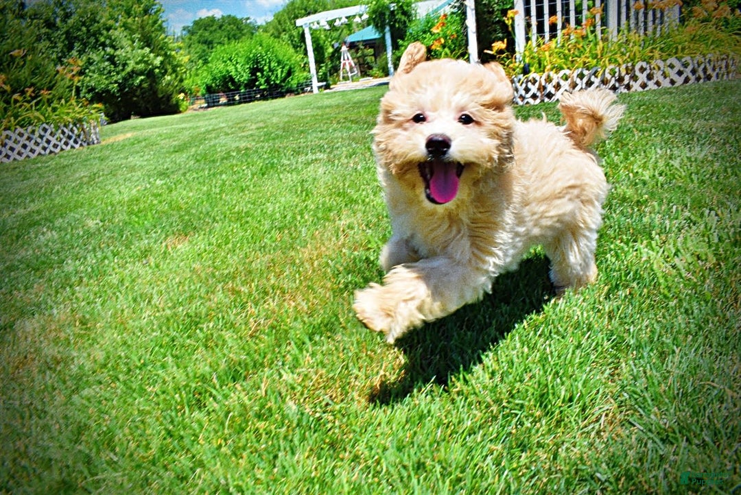 Havapoo dogs for sale: Wags - Image 22