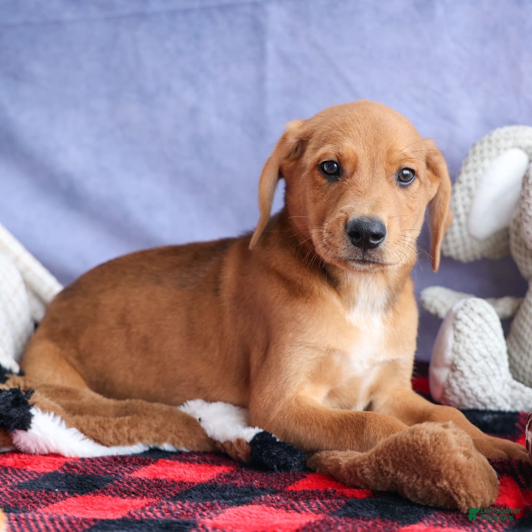 Beagle dogs for sale: Charlie - Image 14