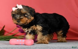 Yorkshire Terrier dogs for sale: Kylie - Image 8