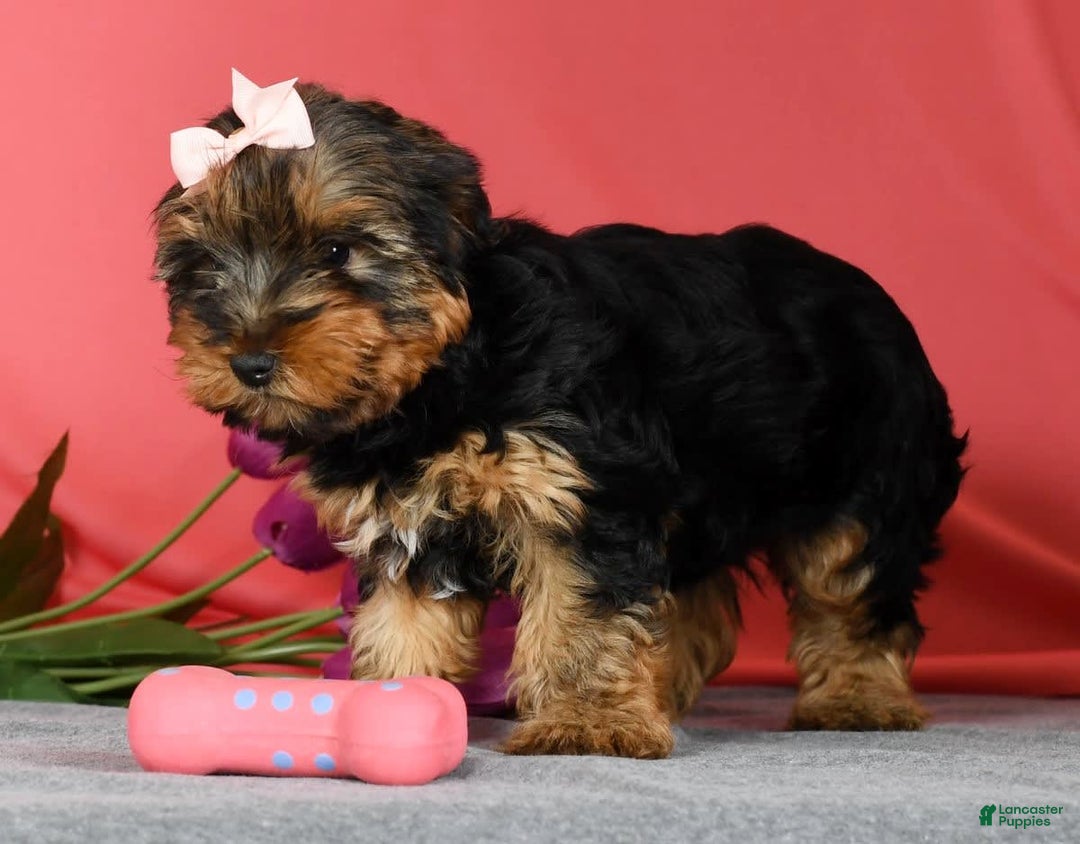Yorkshire Terrier dogs for sale: Kylie - Image 8