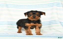 Yorkshire Terrier dogs for sale: Matthew - Image 2