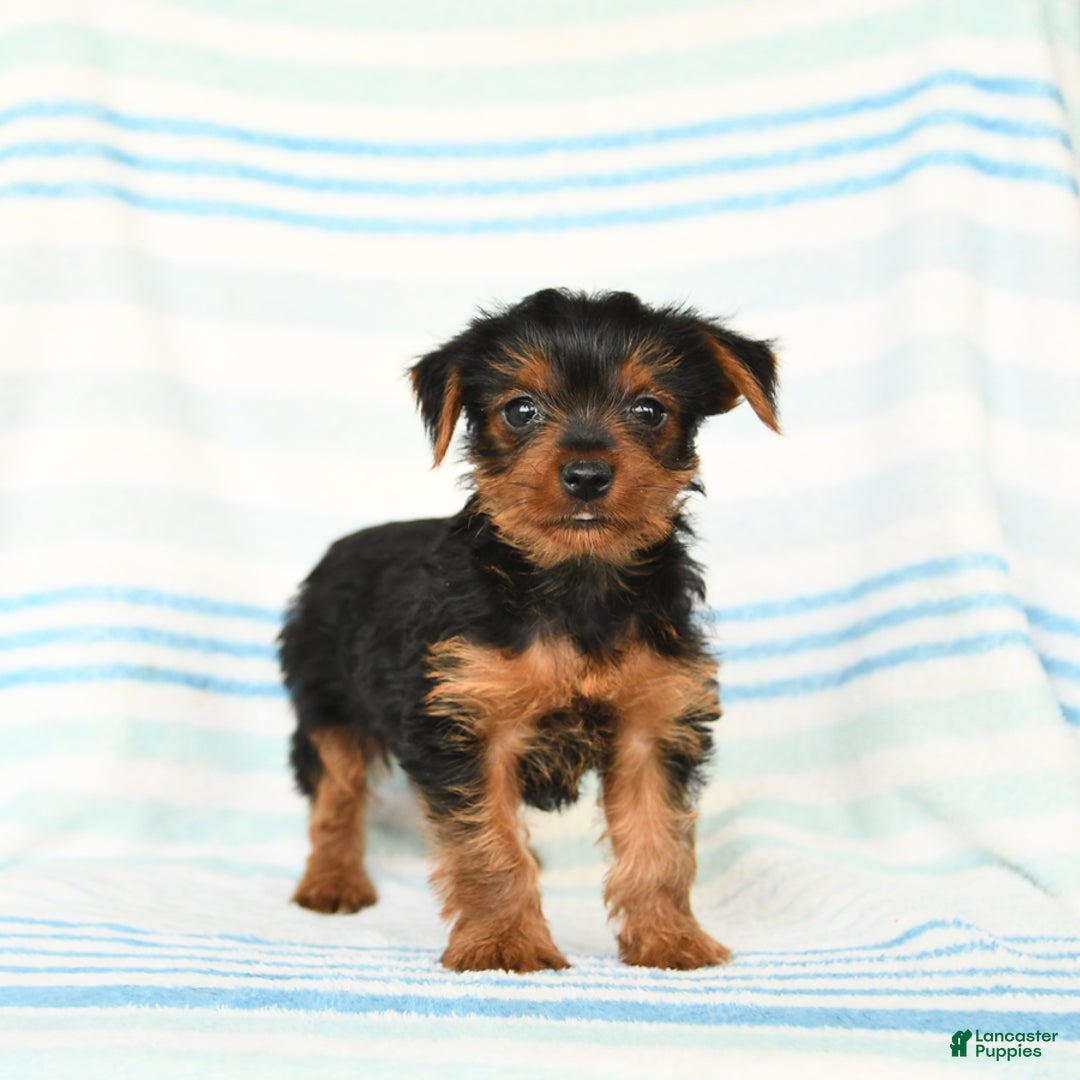 Yorkshire Terrier dogs for sale: Matthew - Image 2