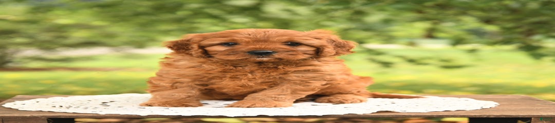 Biscuit