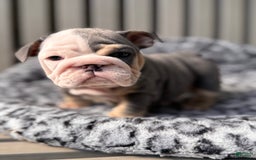 English Bulldog dogs for sale: Blue tri - Image 2