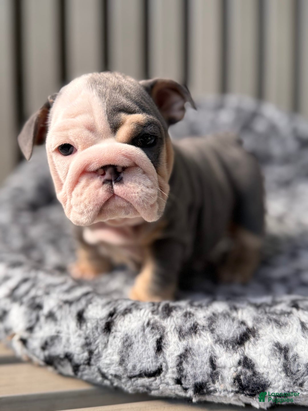 English Bulldog dogs for sale: Blue tri - Image 2