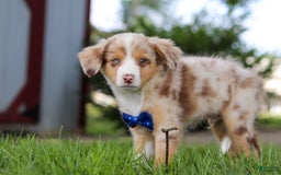Mini Bernedoodle dogs for sale: Yeti - Image 3