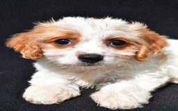 Cavachon dogs for sale: Blossom - Image 4