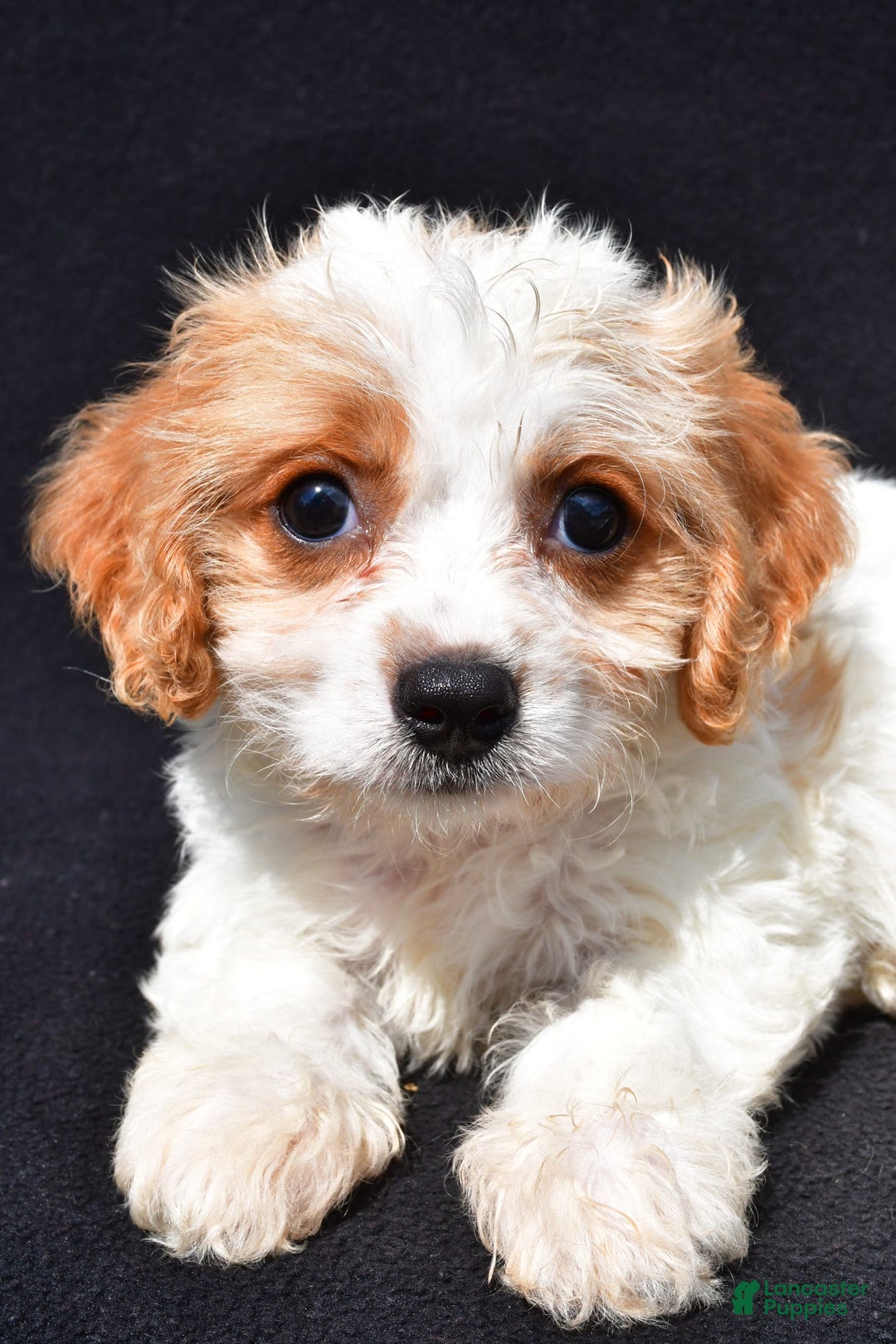 Cavachon dogs for sale: Blossom - Image 4