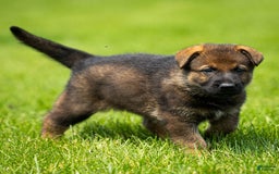 German Shepherd dogs for sale: Freya - Image 19
