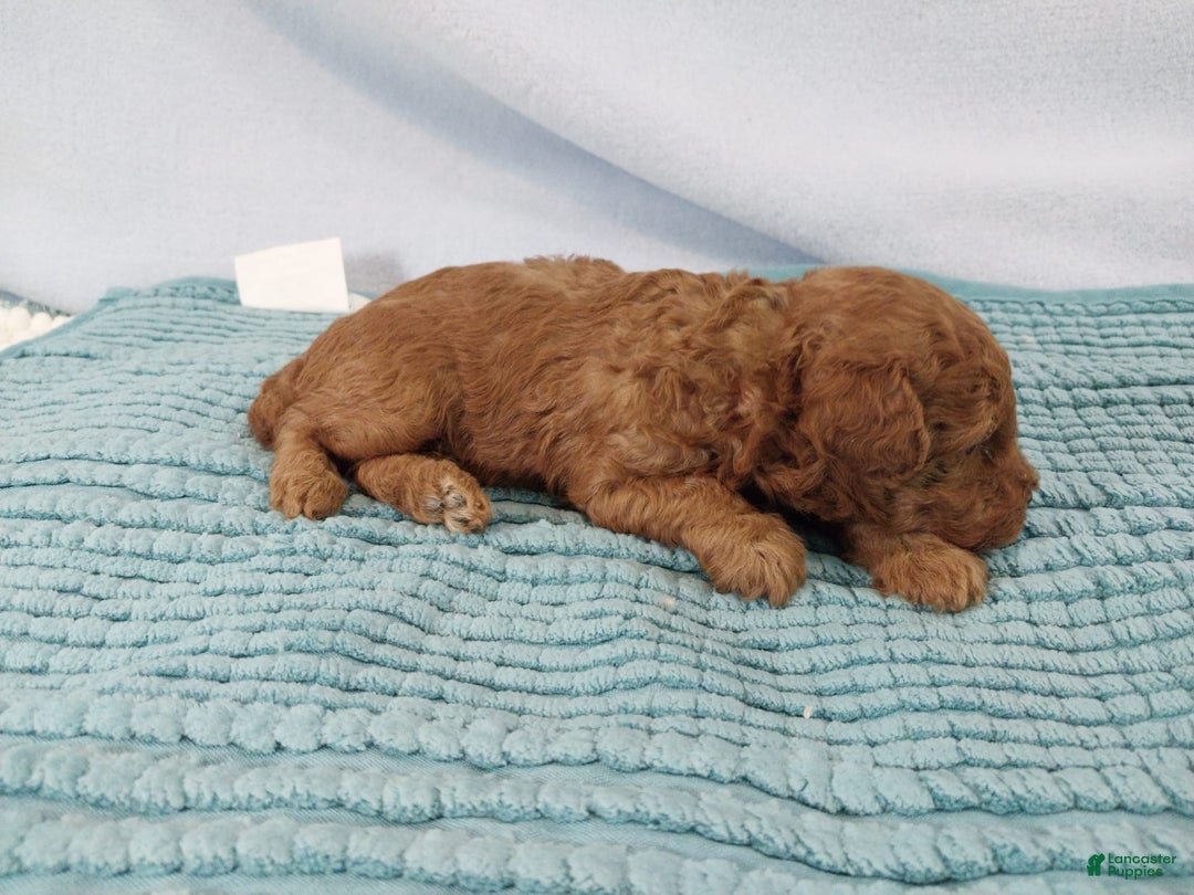 Toy Poodle dogs for sale: Kinley - Image 11