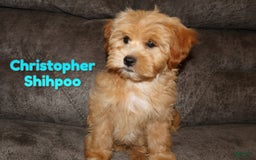 Shihpoo dogs for sale: Christopher - Image 1