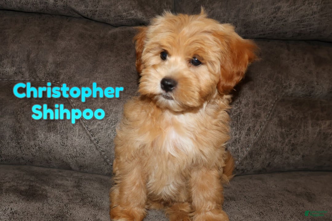 Shihpoo dogs for sale: Christopher - Image 1