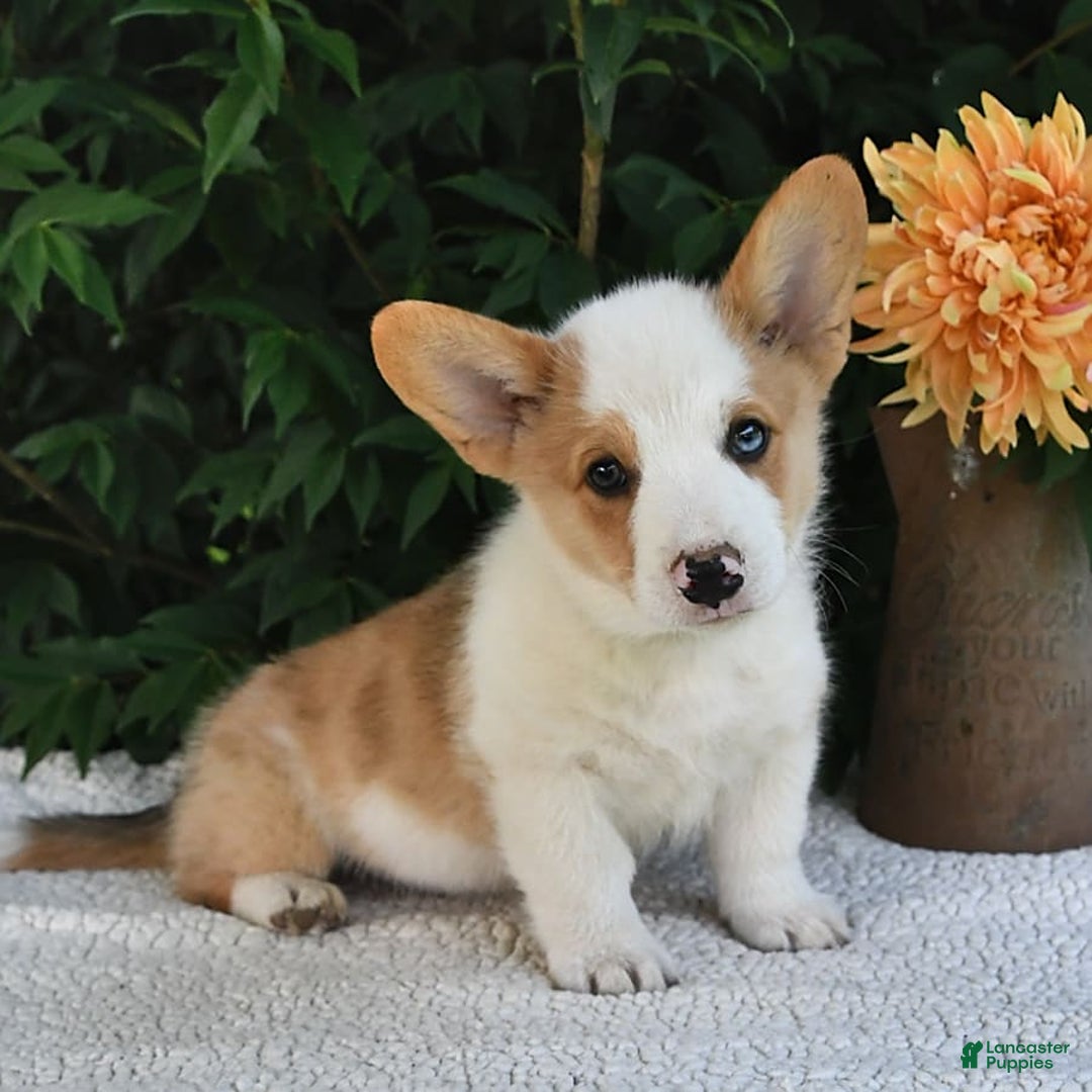 Welsh Corgi Pembroke dogs for sale: Thorne - Image 13