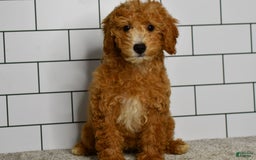 Mini Goldendoodle dogs for sale: Lucy - Image 13